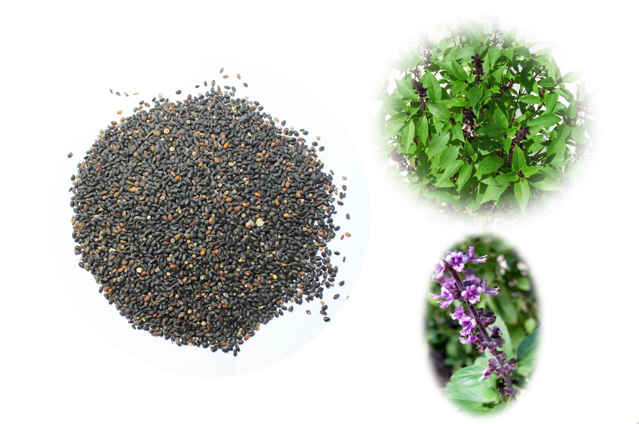 Tulsi seed sacred basil